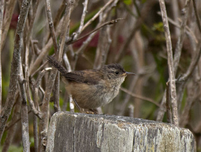 Marsh Wren