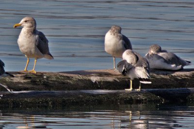 Black-tailed Gull