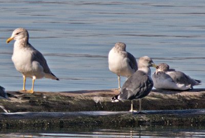 Black-tailed Gull