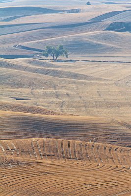 October Palouse 74