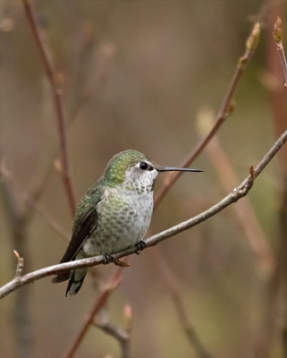 Anna's Hummingbird female