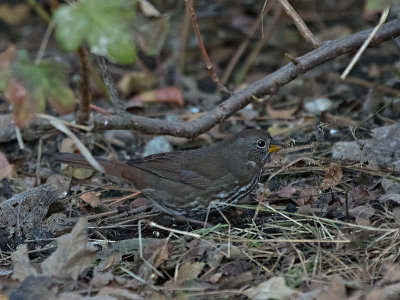 Fox Sparrow