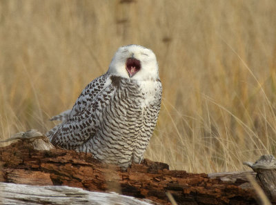 Snowy Owls 12/2011