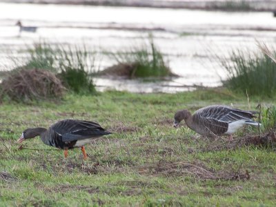 Greater White-fronted Goose and Pink-footed Goose