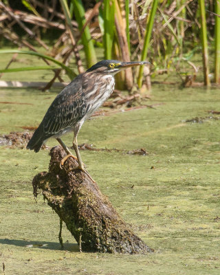Green Heron