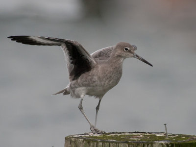 Willet