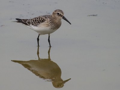 Baird's, Pectoral and Sharp-tailed Sandpipers