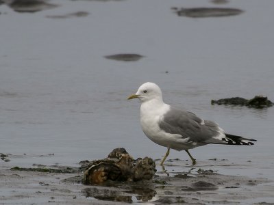 Mew Gull