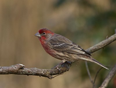 House Finch