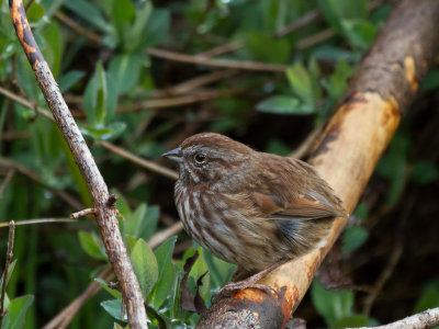 Song Sparrow with no tail