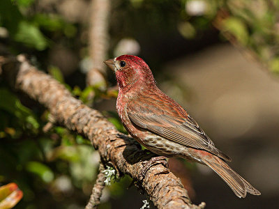 Purple Finch