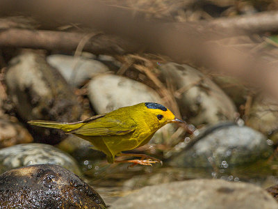 Wilson's Warbler