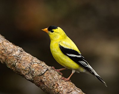 American Goldfinch