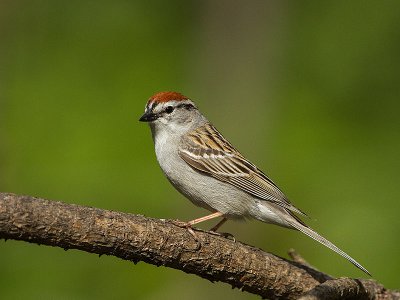 Chipping Sparrow