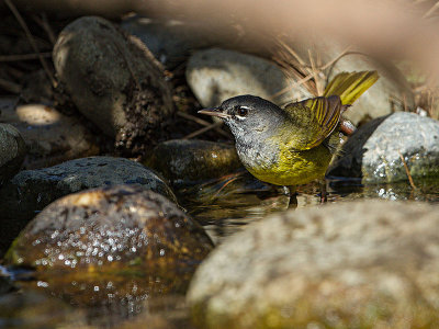 MacGillivray's Warbler