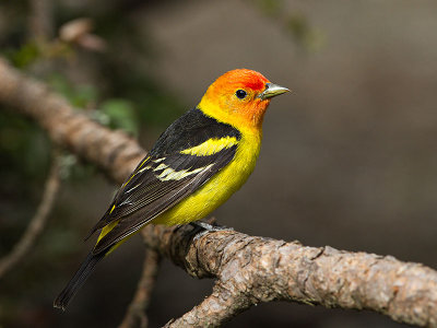 Western Tanager