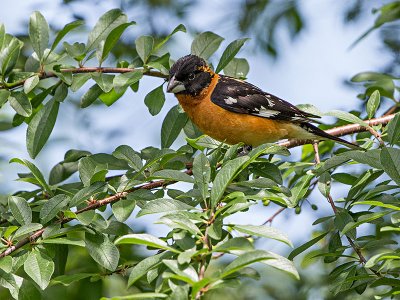 Black-headed Grosbeak