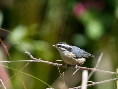 Red-breasted Nuthatch juvenile