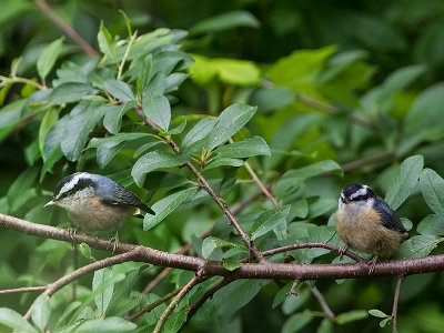 Red-breasted Nuthatch juveniles