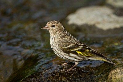 Pine Siskin