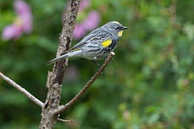 Yellow-rumped 'Audubon's' Warbler