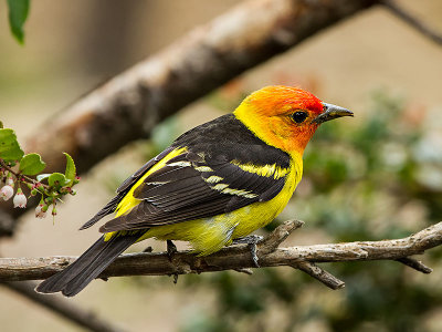 Western Tanager