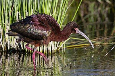 White-faced Ibis