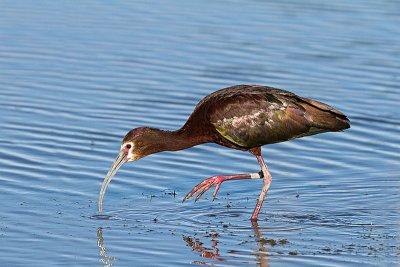 White-faced Ibis