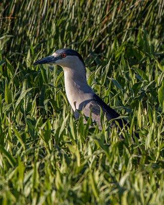 Black-crowned Night Heron