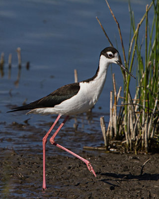 Black-necked Stilt female