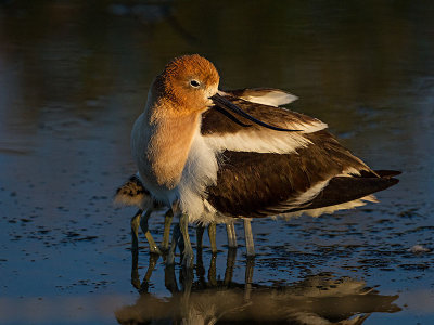 American Avocet and Chicks