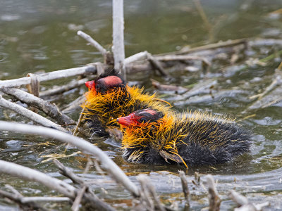 American Coot Chicks