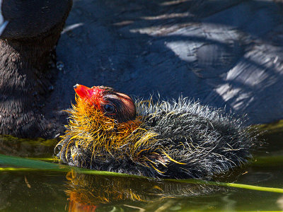 American Coot Chick