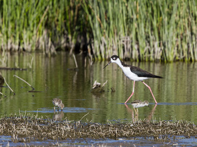 Black-necked Stilt and Chicks