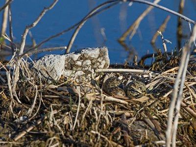 Black-necked Stilt nest and eggs