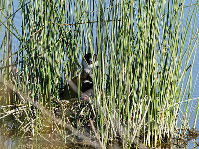 Black-necked Stilt on nest