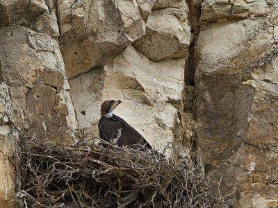 Golden Eagle Chick