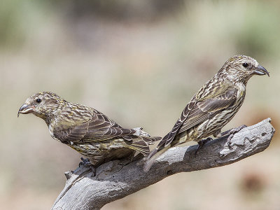 Red Crossbill juveniles