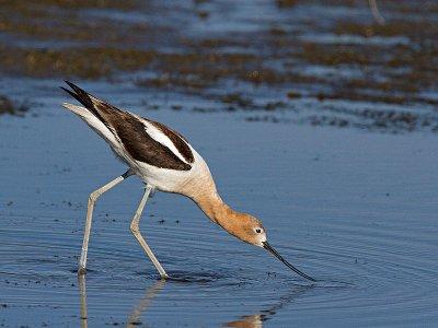 American Avocet