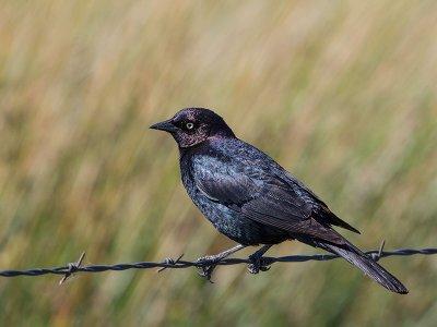 Brewer's Blackbird