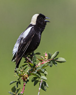 Bobolink