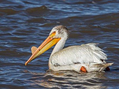 American White Pelican