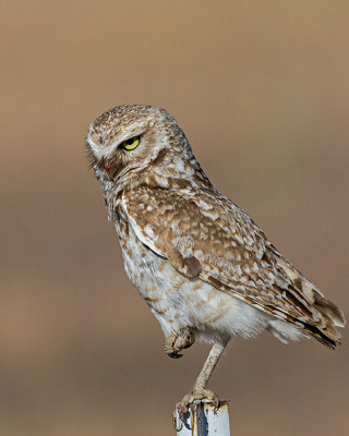 Burrowing Owl