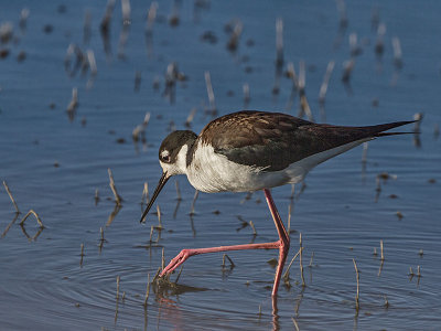 Black-necked Stilt female