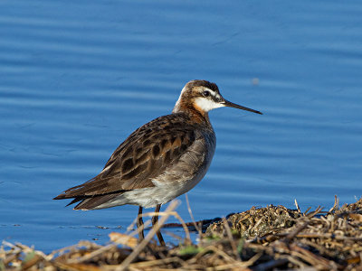 Wilson's Phalarope