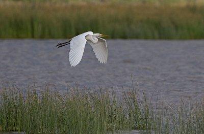 Great Egret