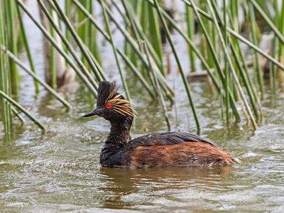 Eared Grebe