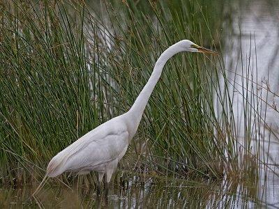 Great Egret