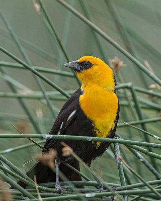 Yellow-headed Blackbird