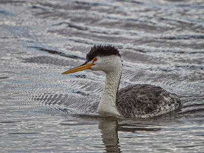 Clark's Grebe